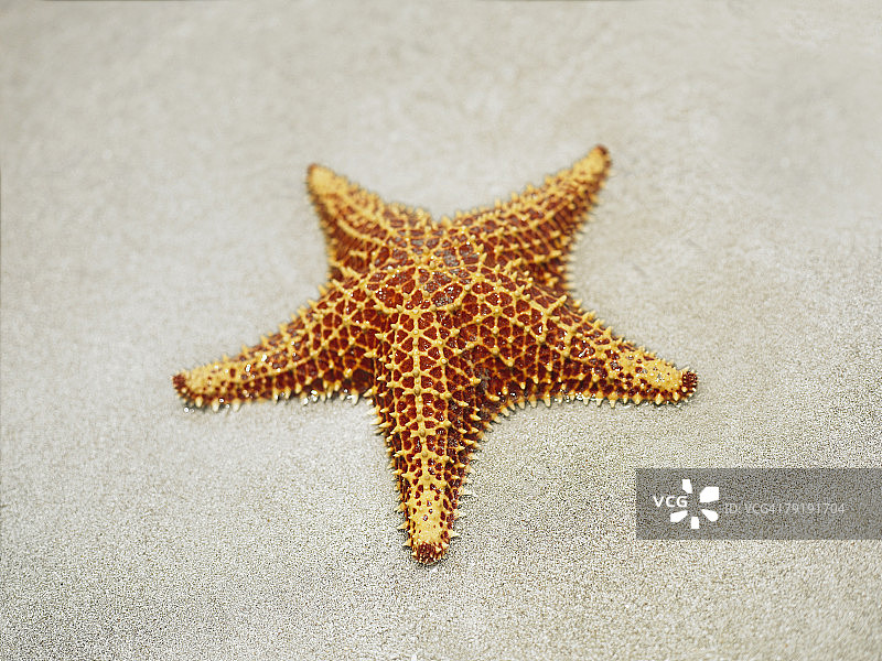 沙滩上的面包海星特写图片素材