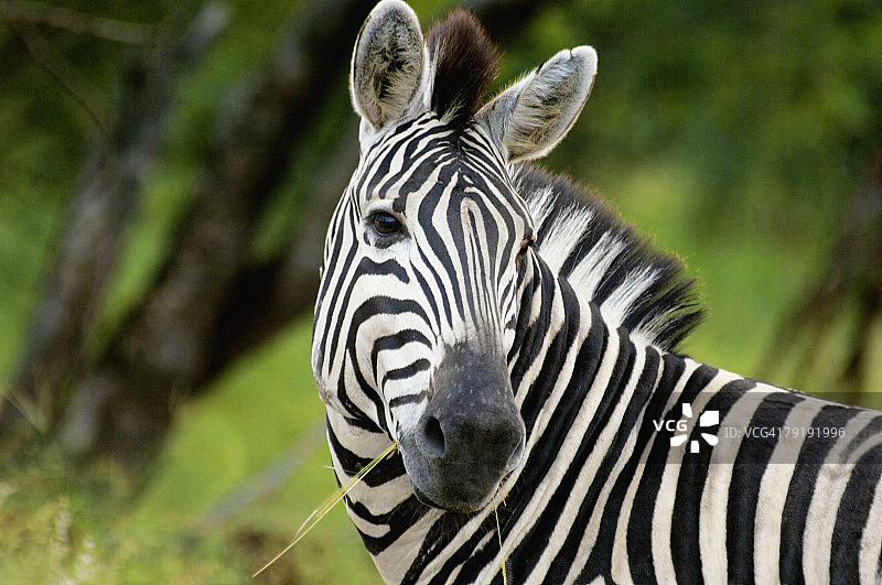南非普马兰加省克鲁格国家公园内，森林中的平原斑马（Equus burchellii）特写图片素材