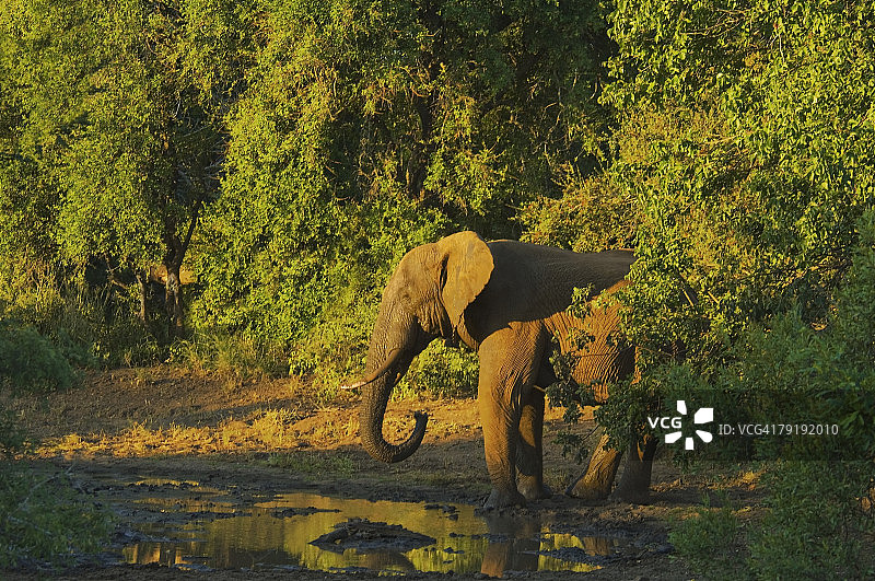 南非马拉拉里禁猎区森林中的大象图片素材