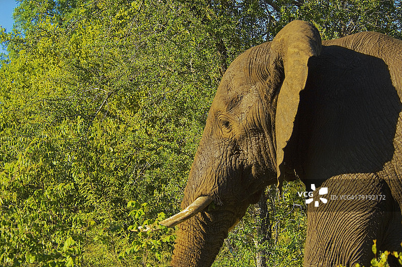 南非马拉拉里禁猎区森林中的大象图片素材