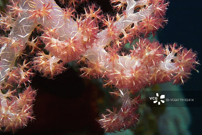 米尔恩湾水下软珊瑚特写，巴布亚新几内亚图片素材
