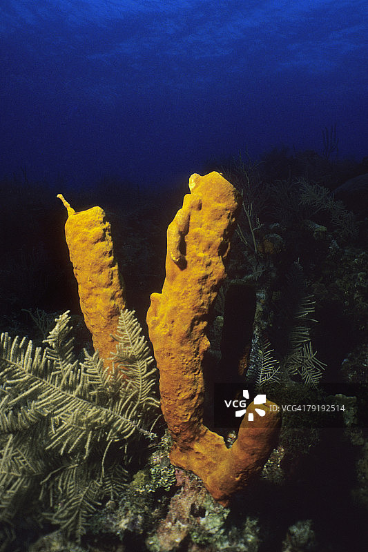 加勒比海开曼群岛水下黄色管状海绵特写图片素材