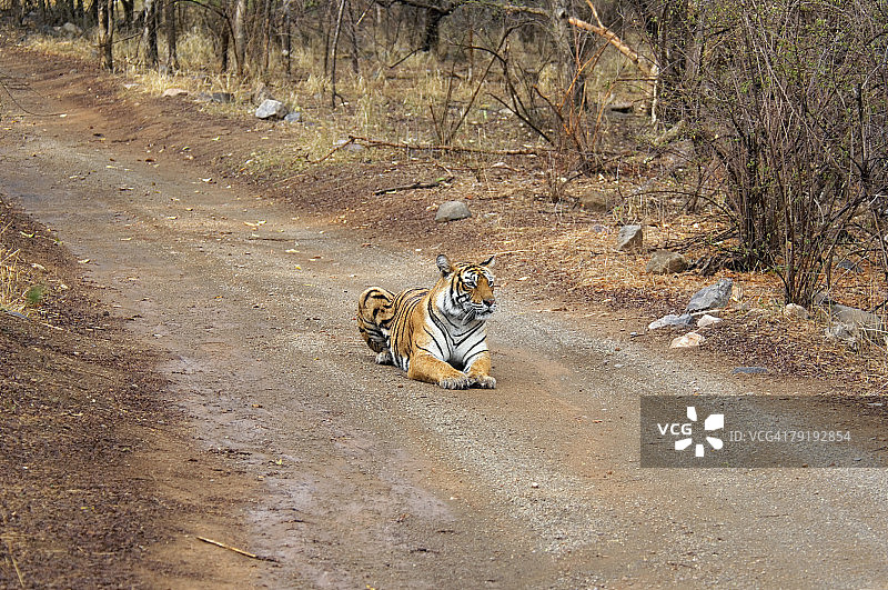 老虎（Panthera tigris）坐在土路上，印度拉贾斯坦邦伦滕波尔国家公园图片素材