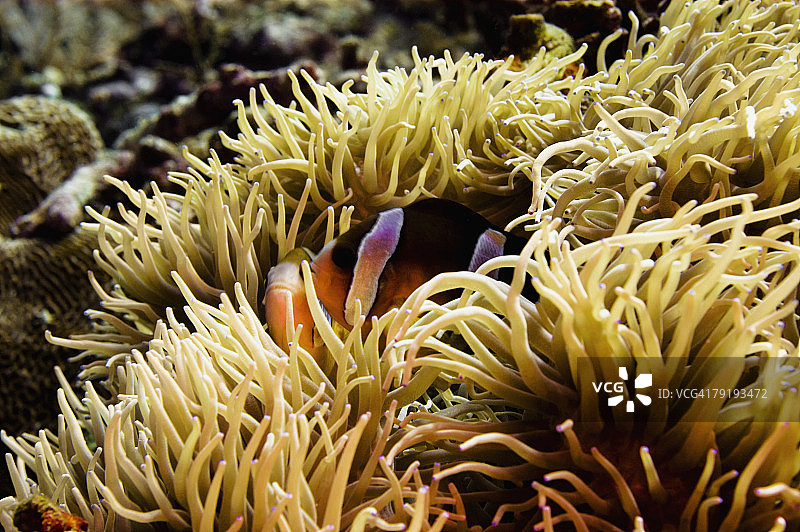 栖息在海葵中的克拉克海葵鱼，印度尼西亚北苏拉威西岛图片素材
