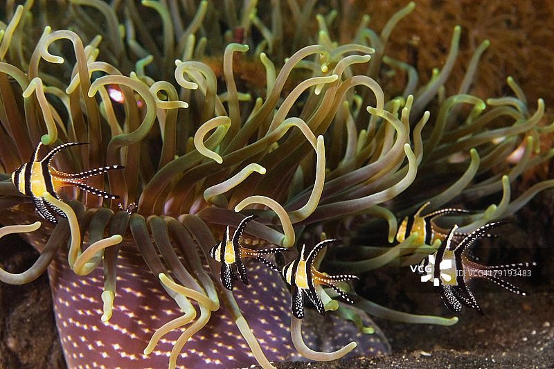 印度尼西亚北苏拉威西水下邦盖心斑鱼图片素材