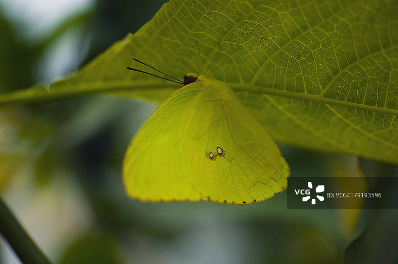 叶子上无云硫磺蝶（Phoebis Sennae）的特写图片素材