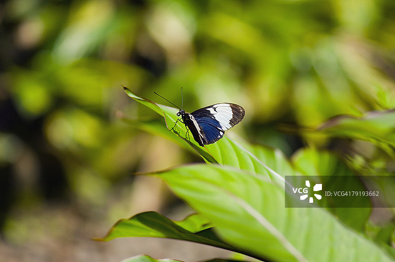 叶子上黑脉蛱蝶特写图片素材