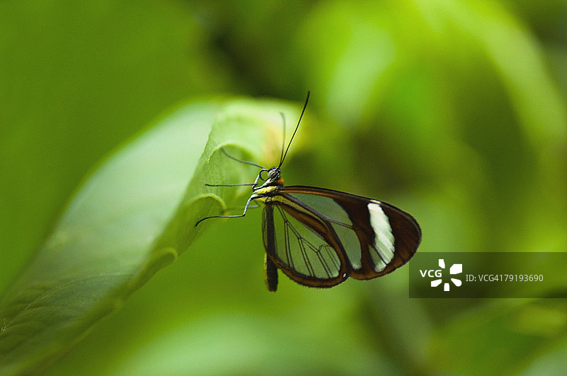 玻璃翼蝴蝶在叶子上的特写图片素材