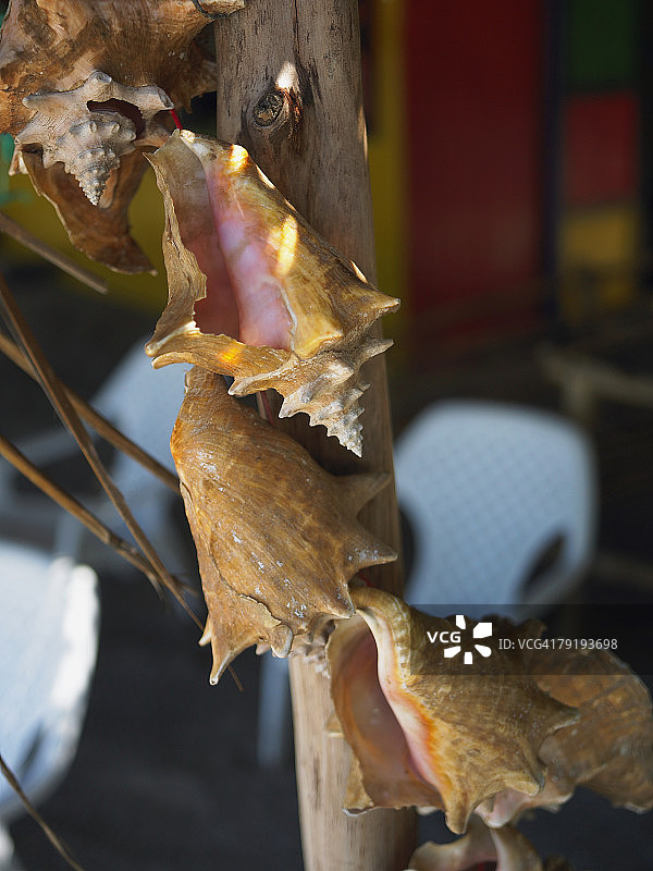 普罗维登西亚岛悬挂在木杆上的海螺壳图片素材