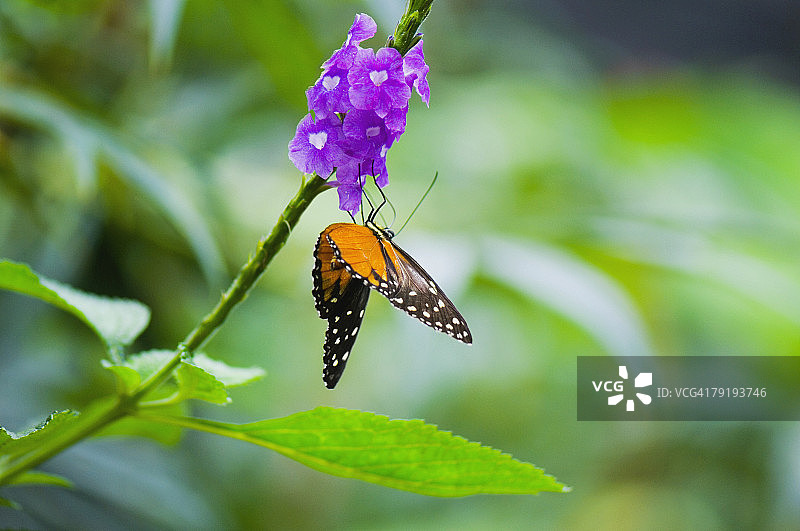虎斑长翅蝶（Heliconius Hecale）为花朵授粉的特写图片素材