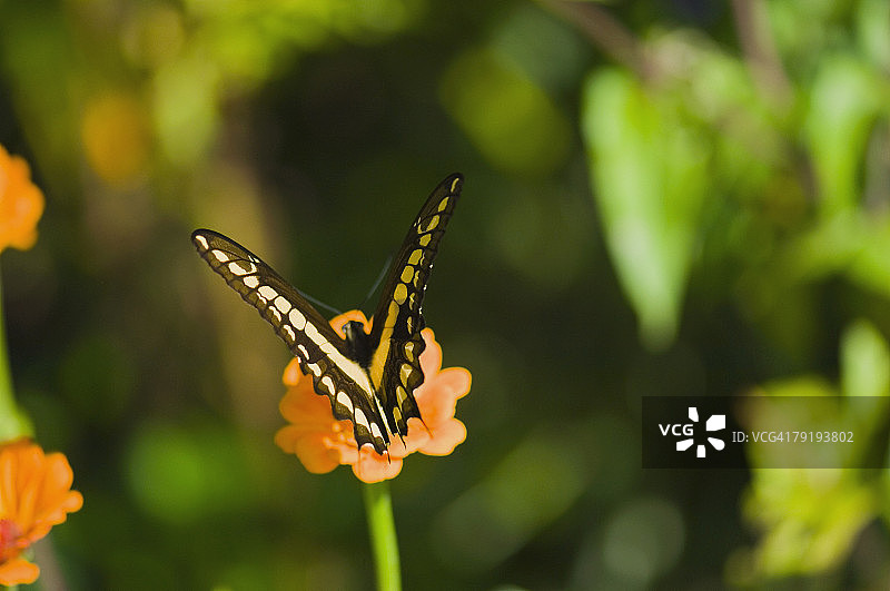 巨型燕尾蝶采蜜特写图片素材