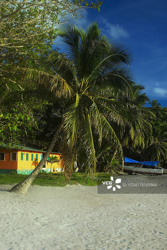 哥伦比亚圣安德烈斯和普罗维登西亚省普罗维登西亚海滩上的棕榈树图片素材