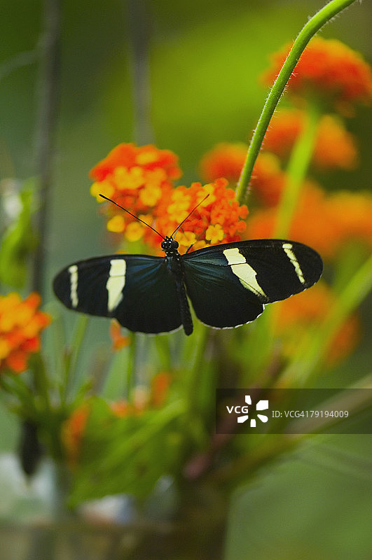 多里斯蝴蝶（Heliconius Doris）给花朵授粉的特写图片素材