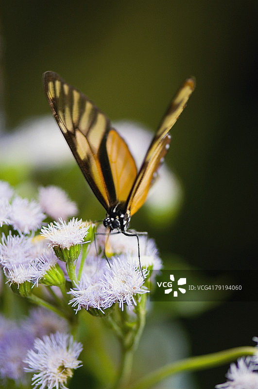 虎斑长翅蝶（Heliconius Hecale）为花朵授粉的特写图片素材