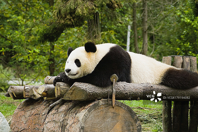 熊猫在木制平台上休息的特写镜头图片素材