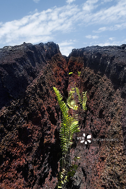 夏威夷大岛卡拉帕纳熔岩裂缝中的植物生长图片素材