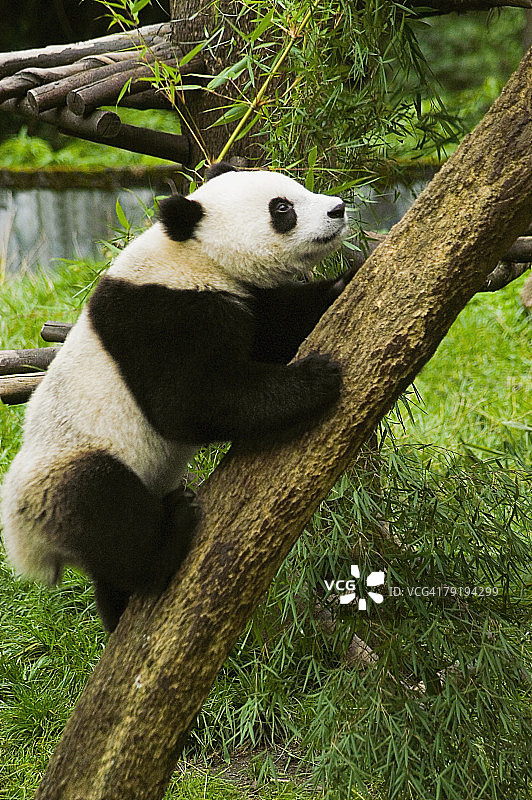 攀爬树干的大熊猫侧面照图片素材