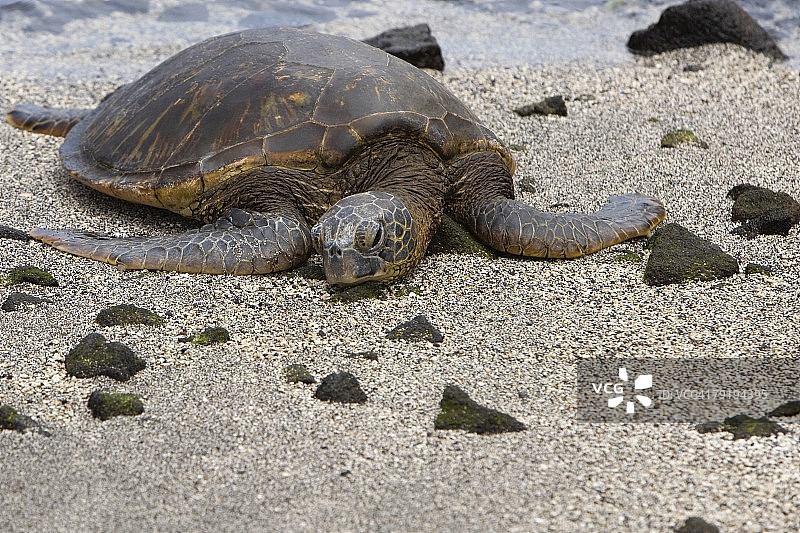 美国夏威夷大岛海滩上的乌龟特写图片素材