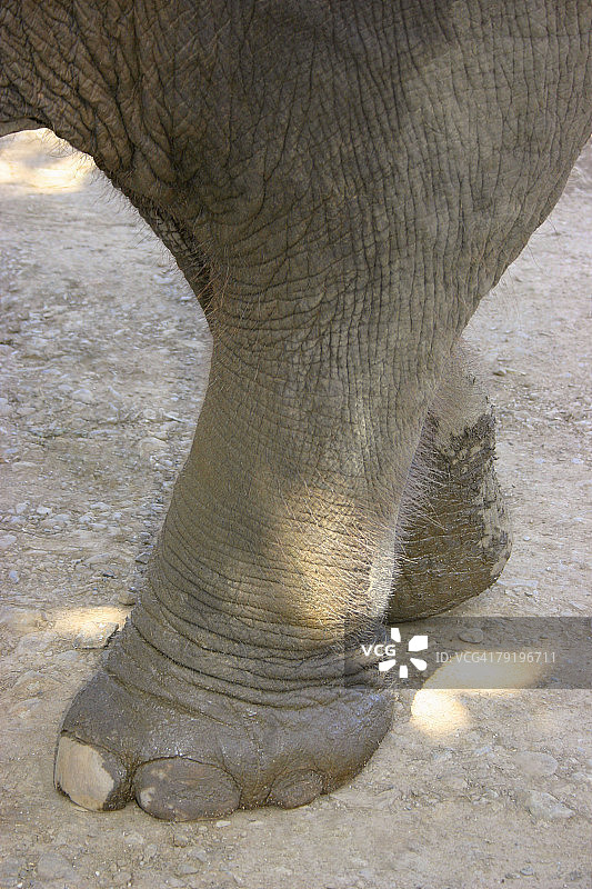 泰国清孔，大象脚部的特写图片素材