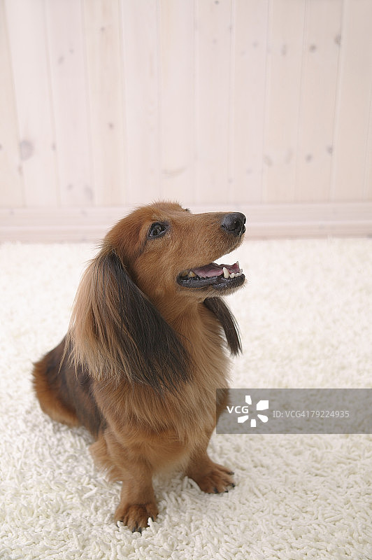 向上看的迷你腊肠犬图片素材
