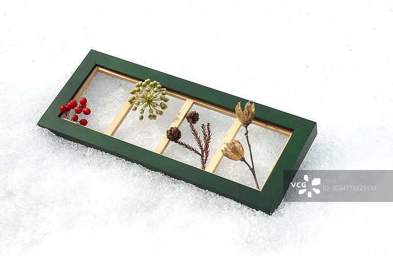 雪地植物图片素材