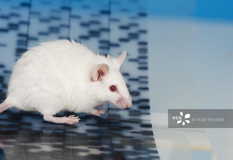 小白鼠和DNA图片素材