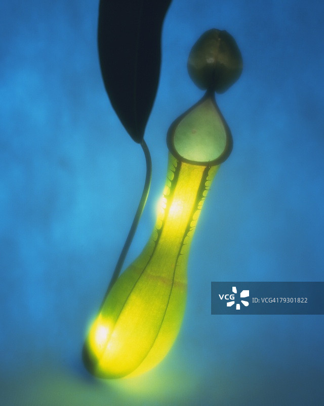 沙捞越猪笼草特写，彩色背景，柔焦图片素材