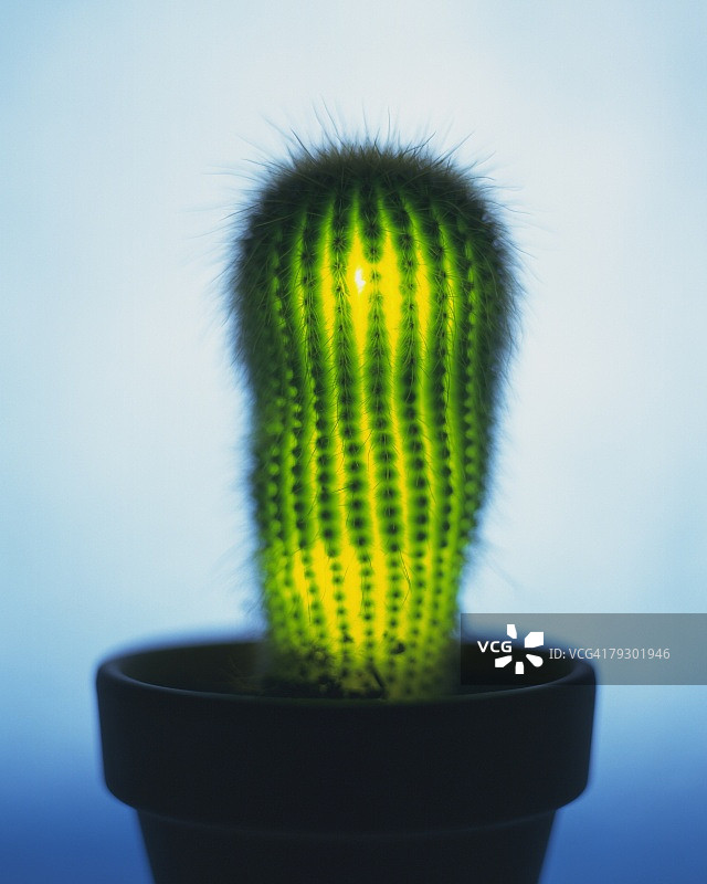 彩色背景前，室内盆栽仙人掌图片素材