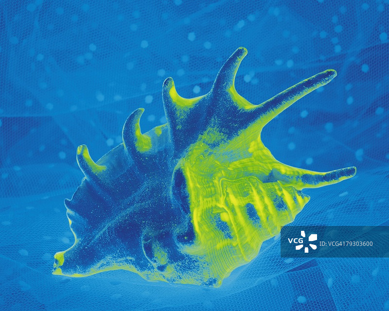 黑光下的海贝特写镜头图片素材