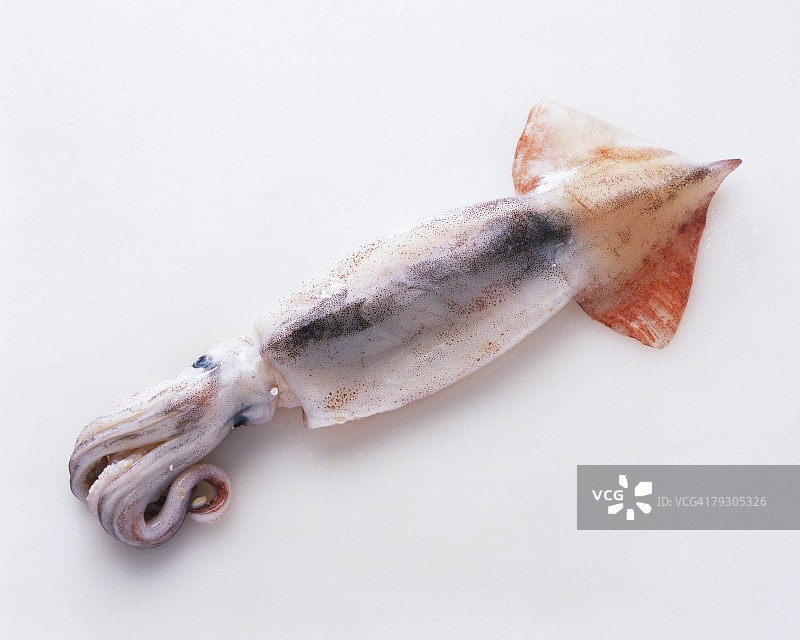 高角度拍摄的墨鱼图片素材