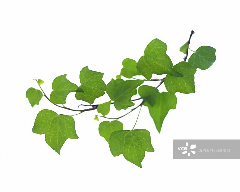 树叶和常春藤特写图片素材