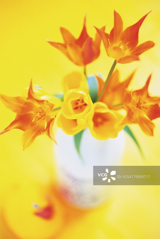 郁金香特写图片素材