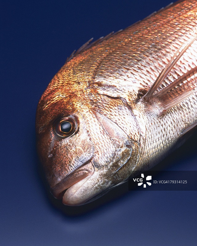 红色真鲷鱼俯视图蓝色背景图片素材