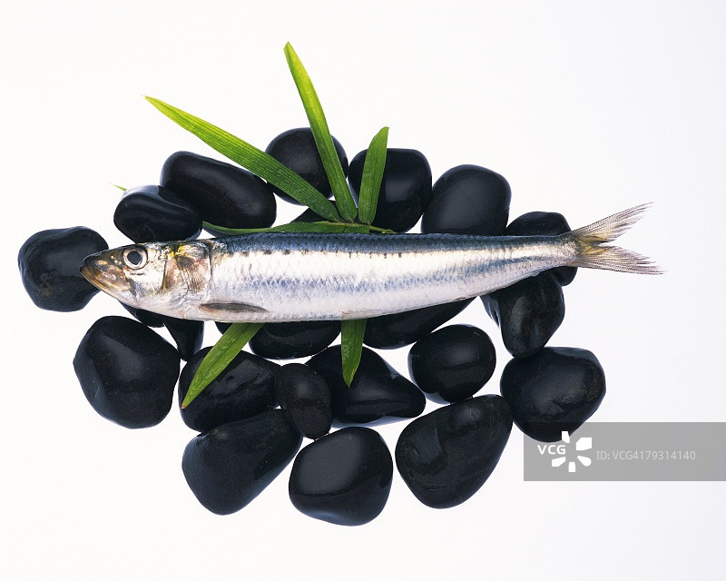 树叶和石头上的沙丁鱼侧视图，白色背景，抠图图片素材