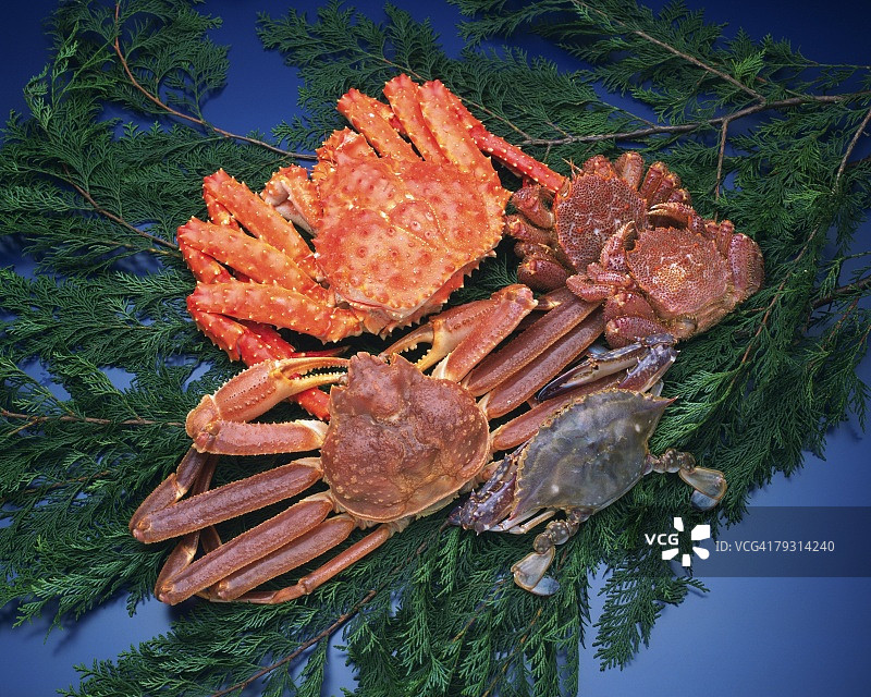 树叶上的各种螃蟹，高角度拍摄，蓝色背景图片素材