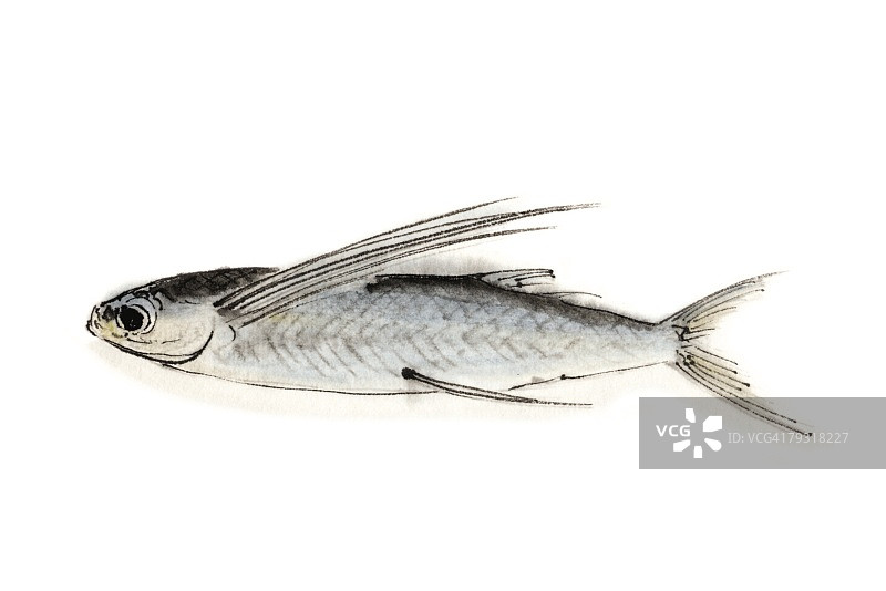 飞鱼科水墨画图片素材