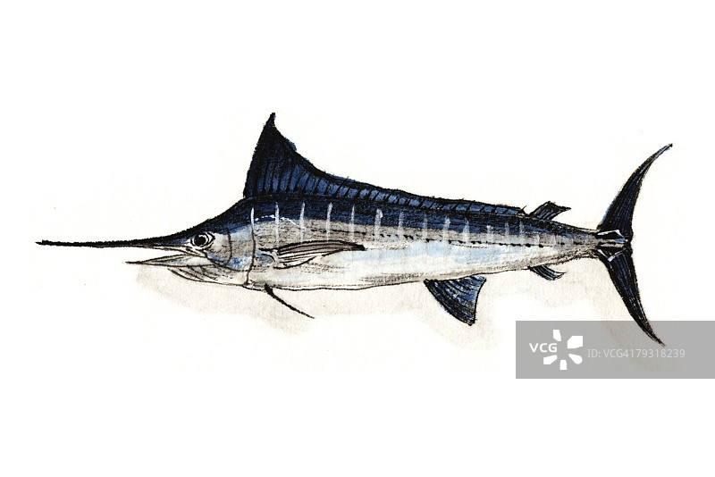 条纹马林鱼水墨画图片素材