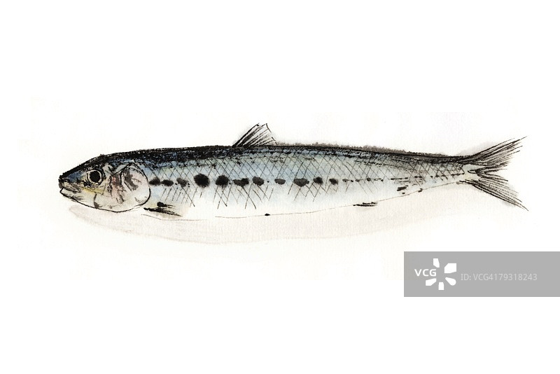 聚光灯下的沙丁鱼水墨画图片素材