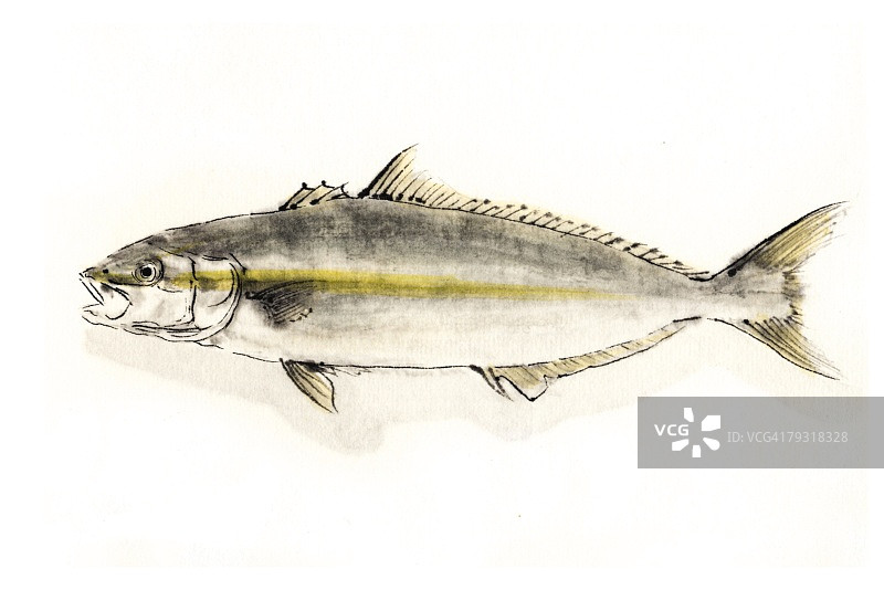 鰤鱼水墨画图片素材