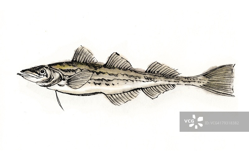 狭鳕，水墨画图片素材