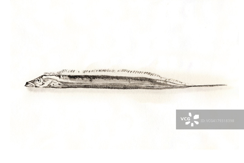 带鱼水墨画图片素材