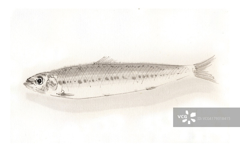 聚光灯下的沙丁鱼水墨画图片素材