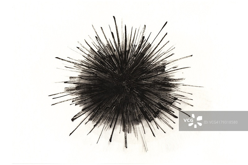 海胆，水墨画图片素材