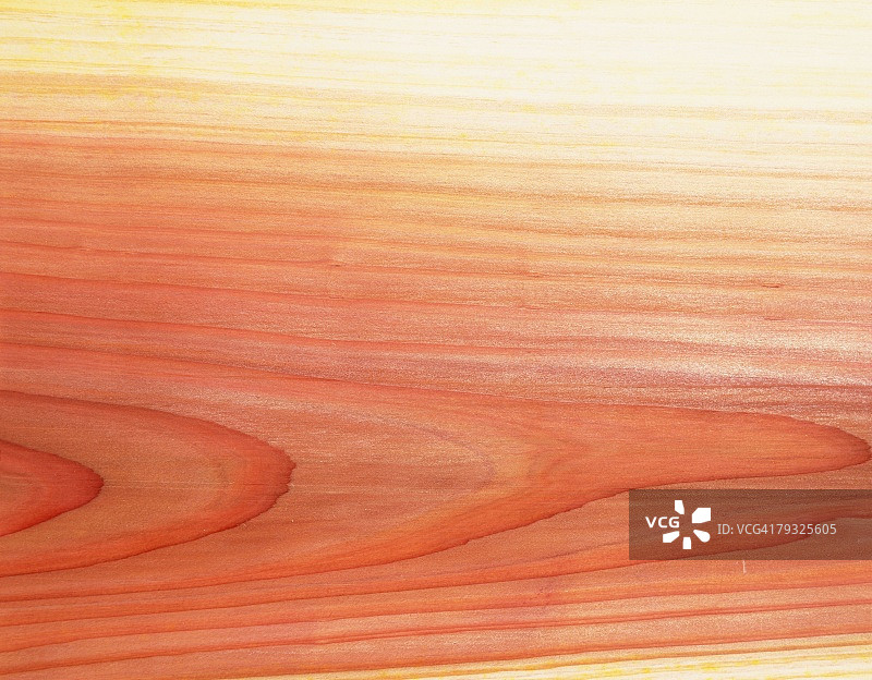 日本雪松木纹特写摄影图片素材