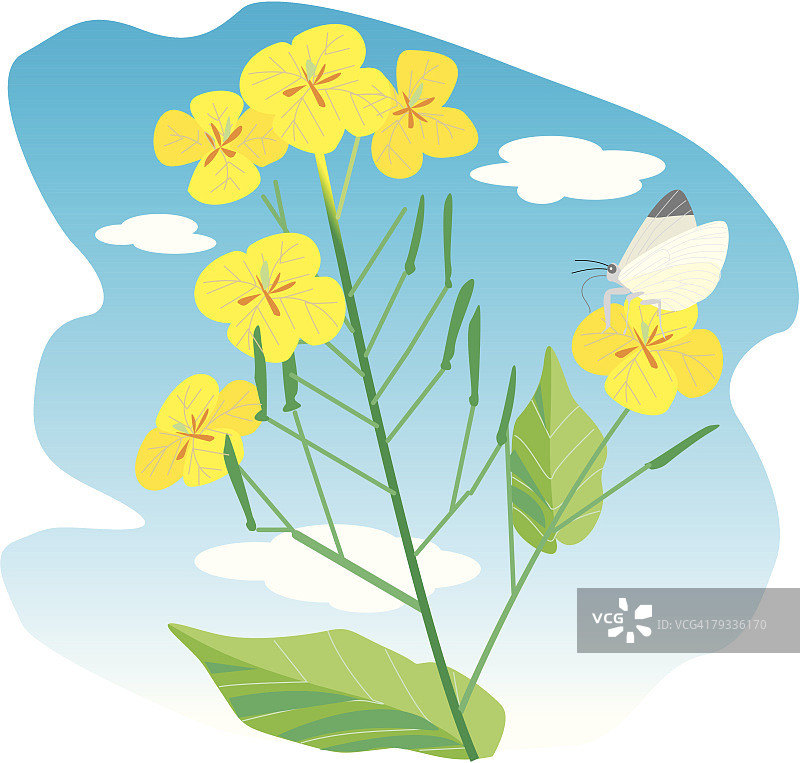 盛开的油菜花图片素材