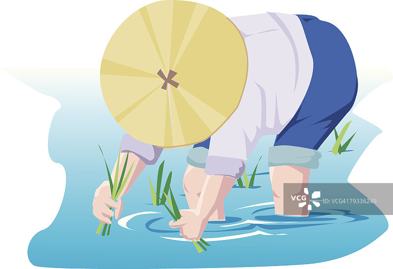 男人在稻田中插秧图片素材