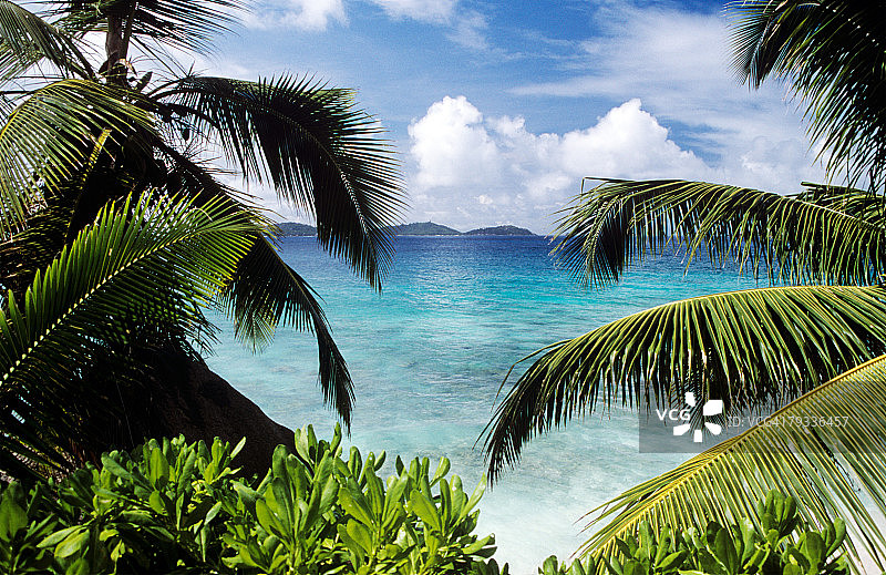 眺望大海的棕榈树图片素材