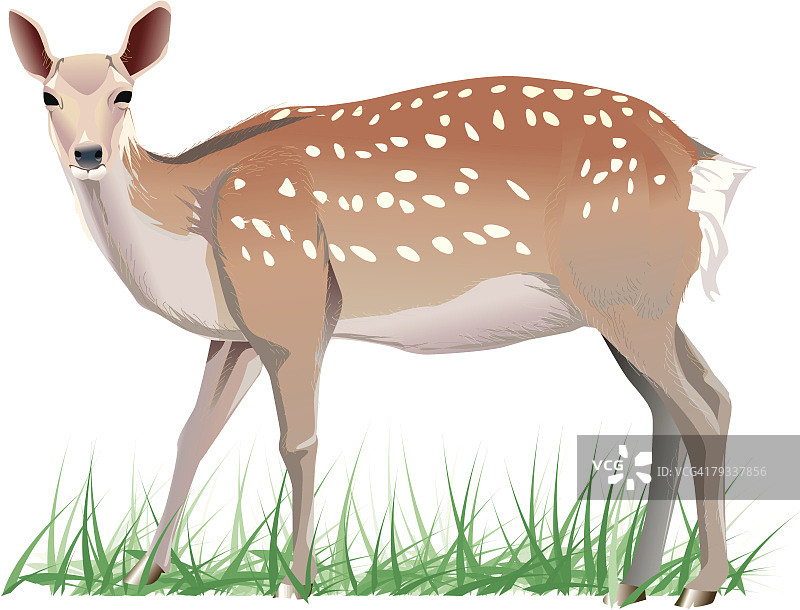 草地上有斑点的鹿的肖像图片素材