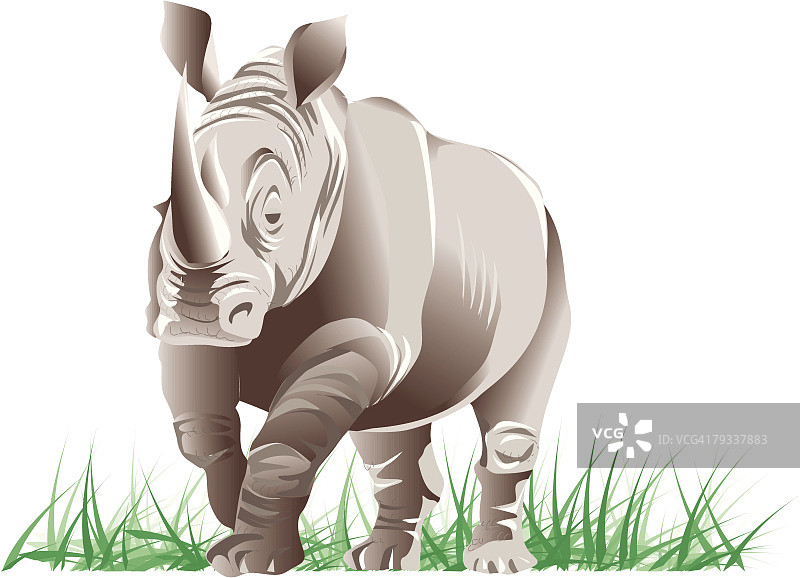 行走在草地上的黑犀牛（正面视角）图片素材