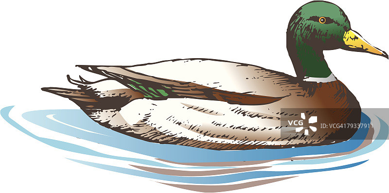 漂浮在水面上的鸭子侧视图图片素材